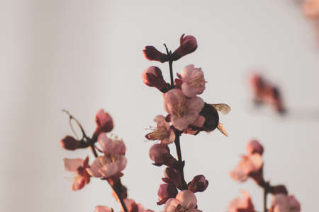 Close-up shot of pollination process of blossoming beatiful peach flowers performed by bees and...
