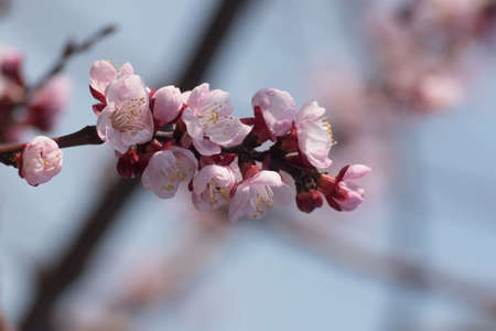 Beautiful pink peach tree flowers in blossom with deep colorful blue sky. Parts of image are blured due to shallow depth of field and large focal lengthの写真素材