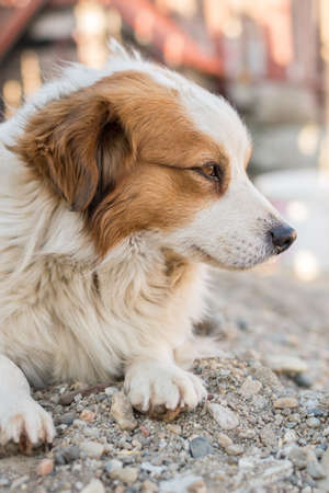 Portrait of a happy looking dog with white furr and brown spot in eye and ear area posing to the cameraの写真素材
