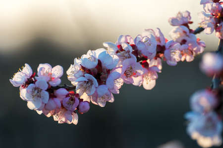 Beautiful pink peach tree flowers in blossom with deep colorful blue sky. Parts of image are blured due to shallow depth of field and large focal lengthの写真素材
