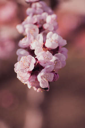 Beautiful pink peach tree flowers in blossom with deep colorful blue sky. Parts of image are blured due to shallow depth of field and large focal lengthの写真素材