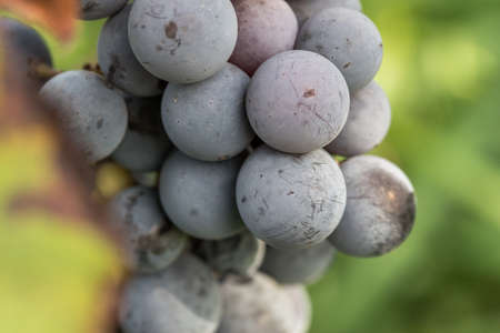 Close-up shot of vibrant coloured blue grapes ready to be harvestedの写真素材