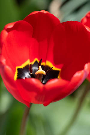 Close-up shot of red tulips blooming in the gardenの写真素材
