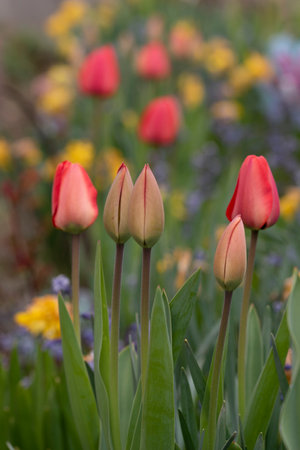 Close-up shot of red tulips blooming in the gardenの写真素材