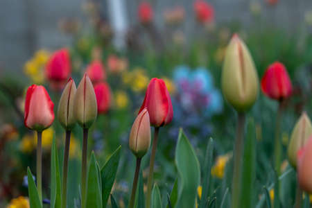 Close-up shot of red tulips blooming in the gardenの写真素材