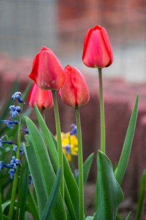 Close-up shot of red tulips blooming in the gardenの写真素材