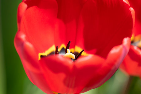 Close-up shot of red tulips blooming in the gardenの写真素材
