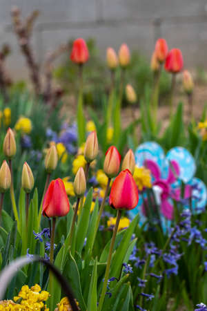 Close-up shot of red tulips blooming in the gardenの写真素材