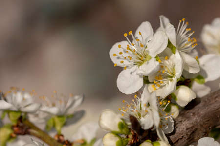 Close up shot of white plum flowers blossoming on the tree branchの写真素材