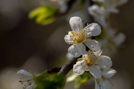 Close up shot of white plum flowers blossoming on the tree branchの写真素材