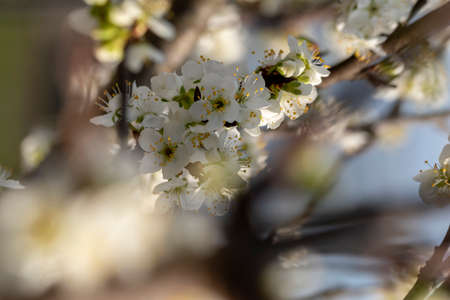 Close up shot of white plum flowers blossoming on the tree branchの写真素材