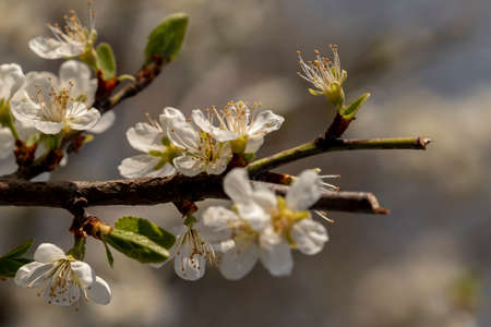 Close up shot of white plum flowers blossoming on the tree branch