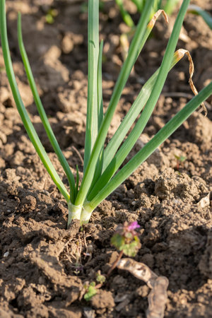 Close up shot of fresh spring onions growing in the gardenの写真素材