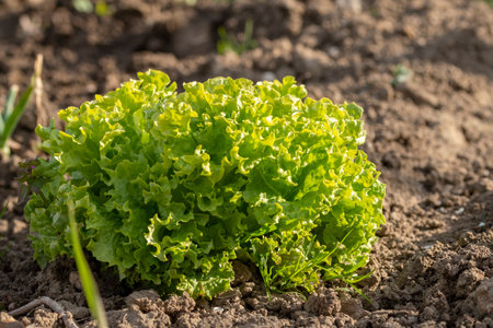 Close up shot of fresh salad with curly leaves growing in the gardenの写真素材