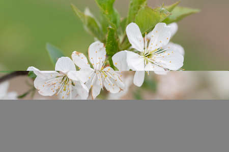 Close-up shot of blooming cherry flowers on the tree branches
