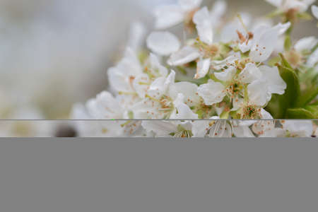Close-up shot of blooming cherry flowers on the tree branches