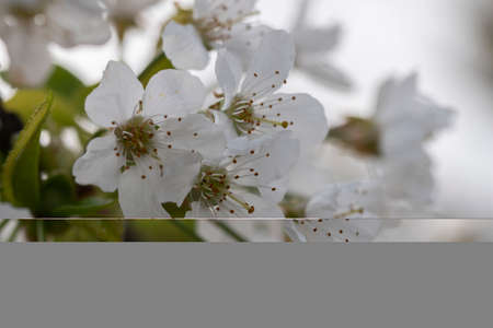 Close-up shot of blooming cherry flowers on the tree branchesの写真素材