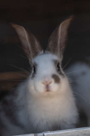 Close-up shot of white rabbit and brown spots with blurred out of focus areasの写真素材