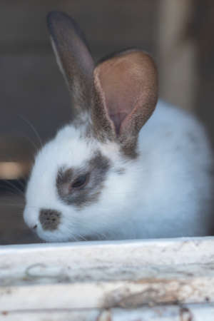 Close-up shot of white rabbit and brown spots with blurred out of focus areasの写真素材
