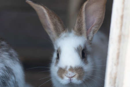 Close-up shot of white rabbit and brown spots with blurred out of focus areasの写真素材