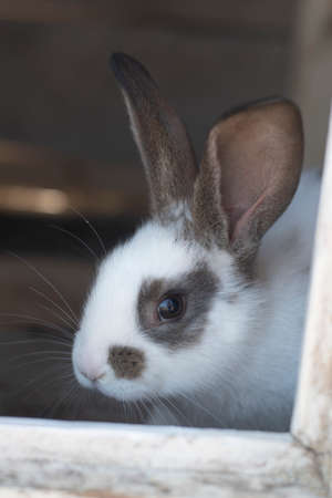 Close-up shot of white rabbit and brown spots with blurred out of focus areasの写真素材