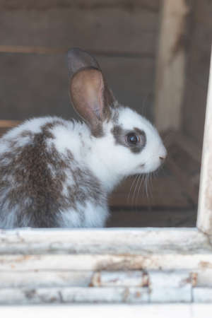 Close-up shot of white rabbit and brown spots with blurred out of focus areasの写真素材