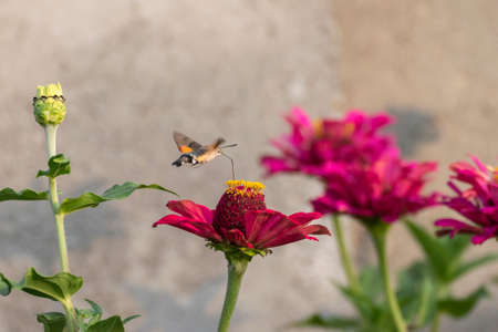 Close-up shot of a Colibri Moth (Macroglossum stellatarum) collecting nectar from flowersの写真素材