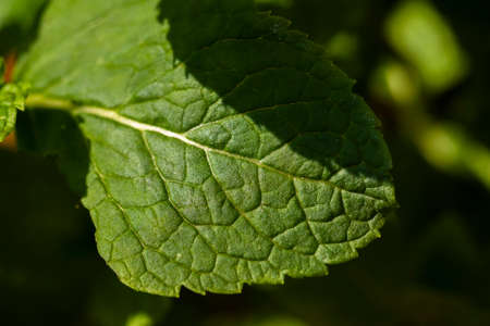 Close-up shot of vibrant colored mint leaves showing plenty of detailの写真素材