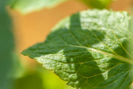 Close-up shot of vibrant colored mint leaves showing plenty of detailの写真素材