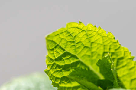 Close-up shot of vibrant colored mint leaves showing plenty of detailの写真素材
