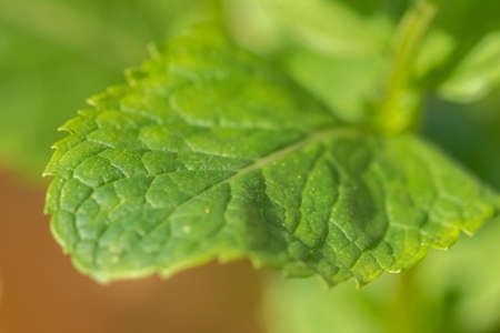 Close-up shot of vibrant colored mint leaves showing plenty of detailの写真素材