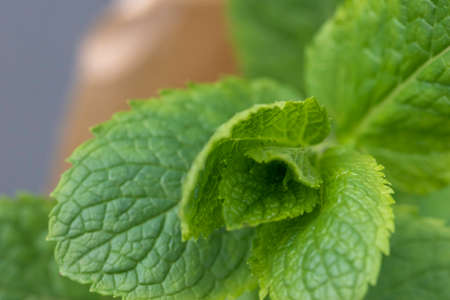 Close-up shot of vibrant colored mint leaves showing plenty of detail