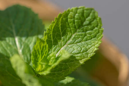 Close-up shot of vibrant colored mint leaves showing plenty of detailの写真素材