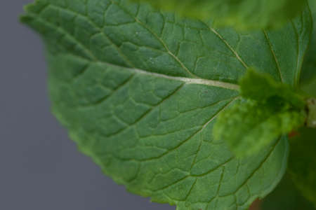 Close-up shot of vibrant colored mint leaves showing plenty of detail