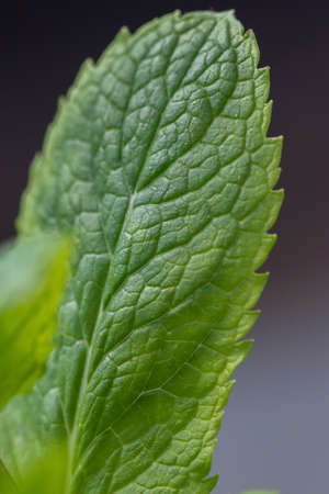 Close-up shot of vibrant colored mint leaves showing plenty of detailの写真素材