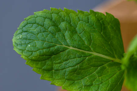 Close-up shot of vibrant colored mint leaves showing plenty of detailの写真素材