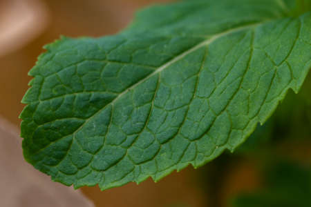 Close-up shot of vibrant colored mint leaves showing plenty of detailの写真素材
