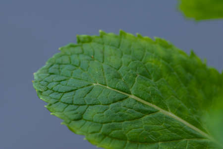 Close-up shot of vibrant colored mint leaves showing plenty of detailの写真素材