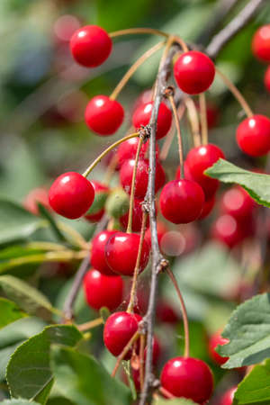 Close-up shot of delicious vibrant organic cherries hanging from the treeの写真素材