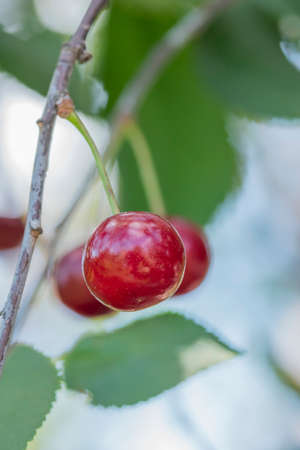 Close-up shot of delicious vibrant organic cherries hanging from the treeの写真素材