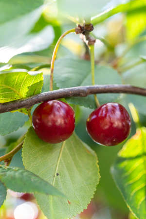 Close-up shot of delicious vibrant organic cherries hanging from the treeの写真素材