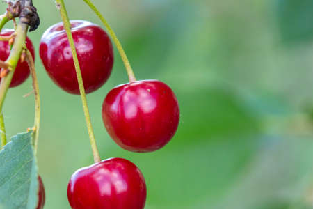 Close-up shot of delicious vibrant organic cherries hanging from the treeの写真素材