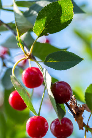 Close-up shot of delicious vibrant organic cherries hanging from the treeの写真素材