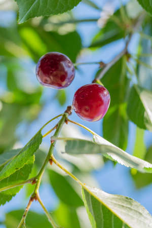 Close-up shot of delicious vibrant organic cherries hanging from the treeの写真素材
