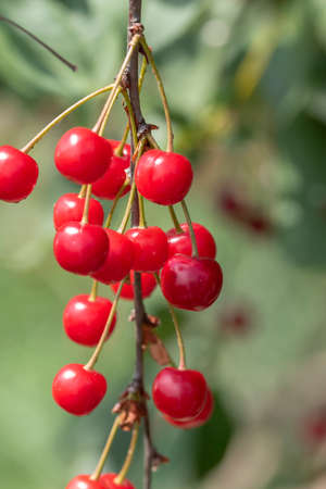 Close-up shot of delicious vibrant organic cherries hanging from the treeの写真素材