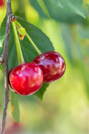 Close-up shot of delicious vibrant organic cherries hanging from the treeの写真素材