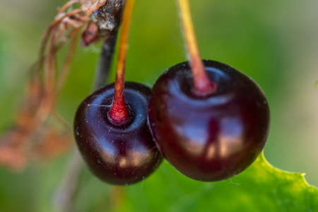 Close-up shot of delicious vibrant organic cherries hanging from the treeの写真素材