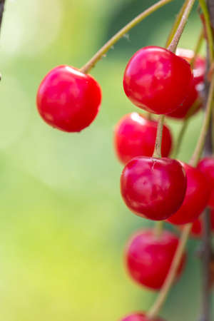 Close-up shot of delicious vibrant organic cherries hanging from the treeの写真素材
