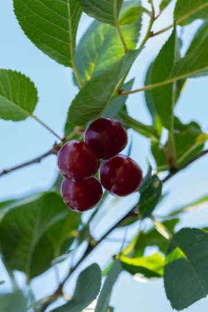 Close-up shot of delicious vibrant organic cherries hanging from the treeの写真素材
