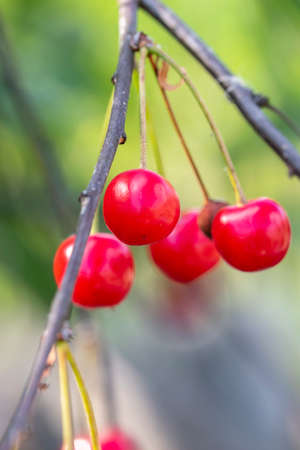 Close-up shot of delicious vibrant organic cherries hanging from the treeの写真素材